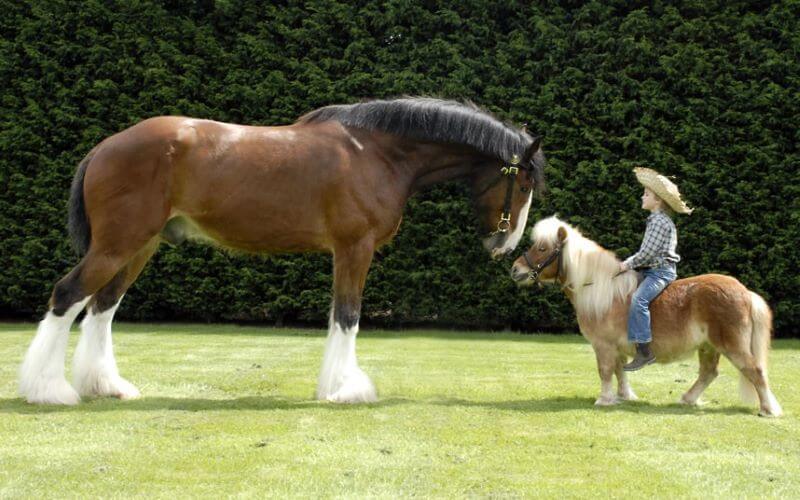 Difference entre Cheval et Poney