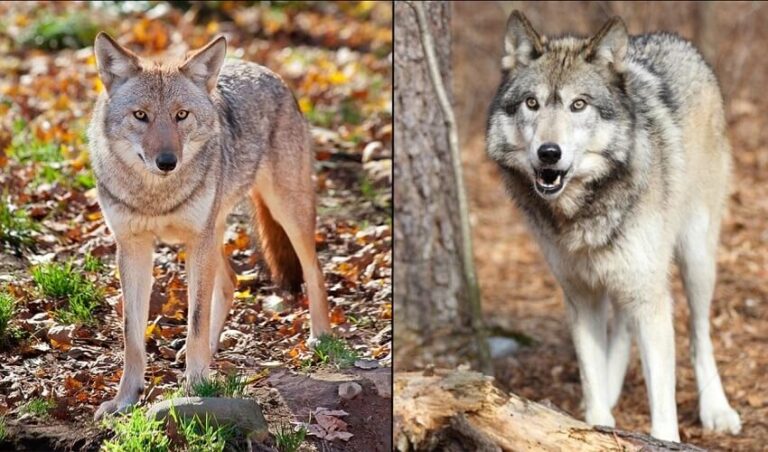 Difference entre Coyote et Loup