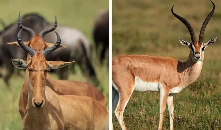 Difference entre Gazelle et Antilope