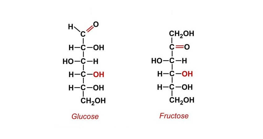 Difference entre Glucose et Fructose