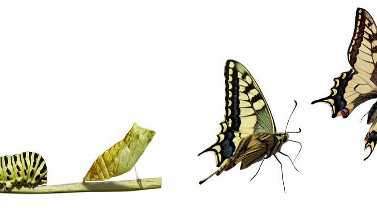 Difference entre metamorphose et evolution