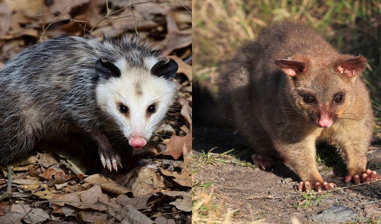 Difference entre Opossums et Possums