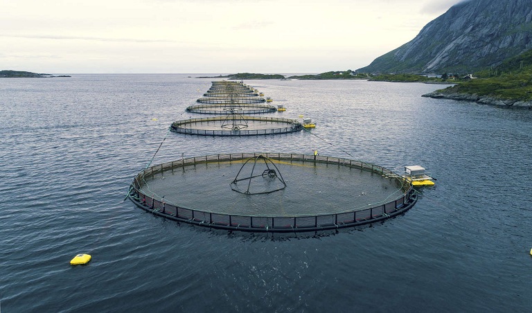 Difference entre aquaculture et pisciculture